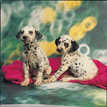 NATIONAL PUPPY DAY NATIONAL PUPPY DAY