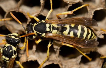 EVERYTHING YOU NEED TO KNOW ABOUT “MURDER” HORNETS