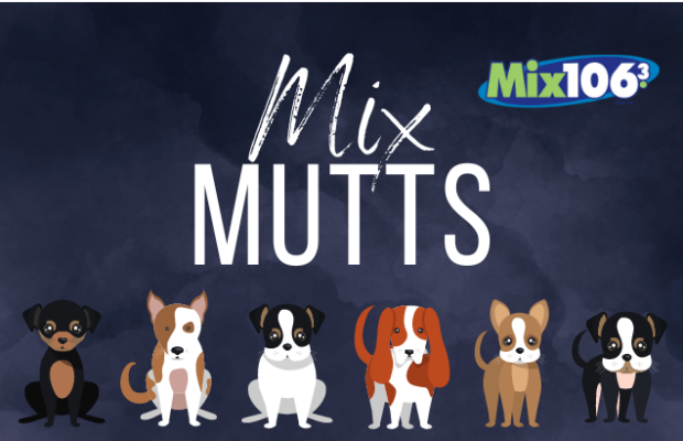 MIX MUTTS: JBR ANIMAL CONTROL
